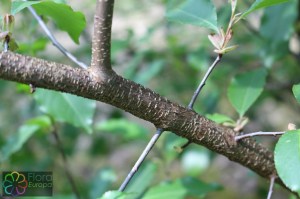 Prunus serotina (1) (1200 x 800).jpg_product